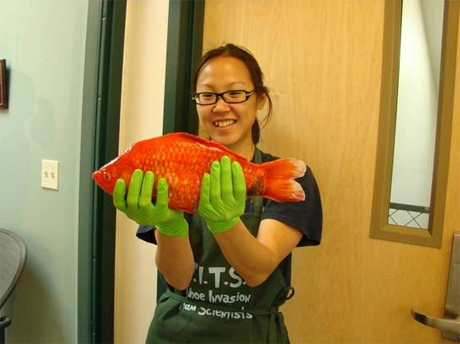 Một con cá vàng mà các nhà khoa học phát hiện trong hồ Tahoe. Ảnh: